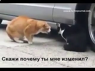 Кот и кошка ругаются как люди!