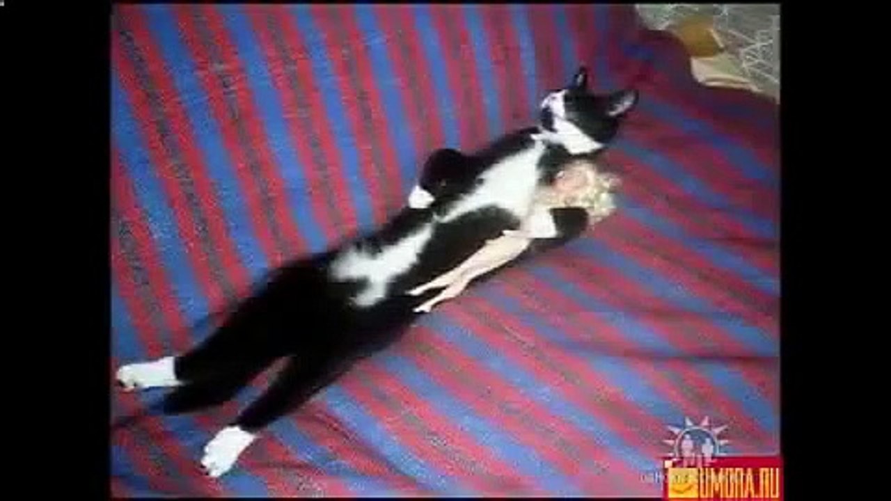 Знаменитый котэ отжигает