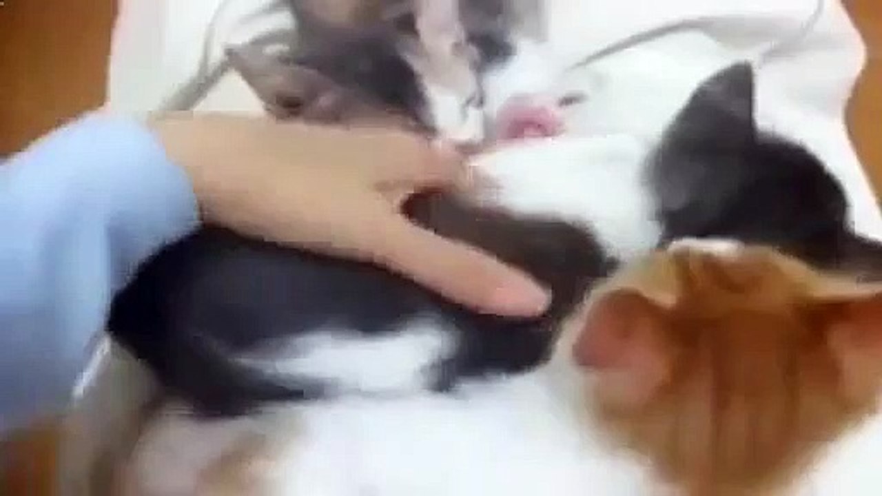 Забавный котоприкол Эти кошки всегда смешат