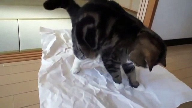 Вот это прикол смешные кошки