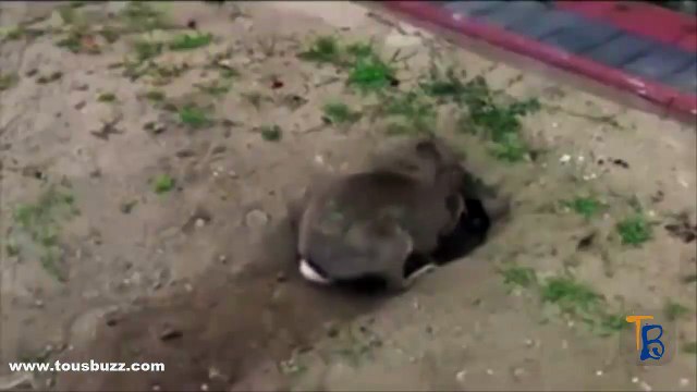 Vous serez surpris et attendris en découvrant pourquoi ce lapin creuse un trou
