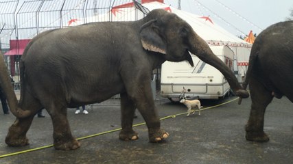Les manifestants visitent la ménagerie