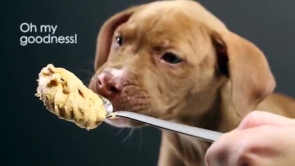 Puppies Eat Peanut Butter For The First Time