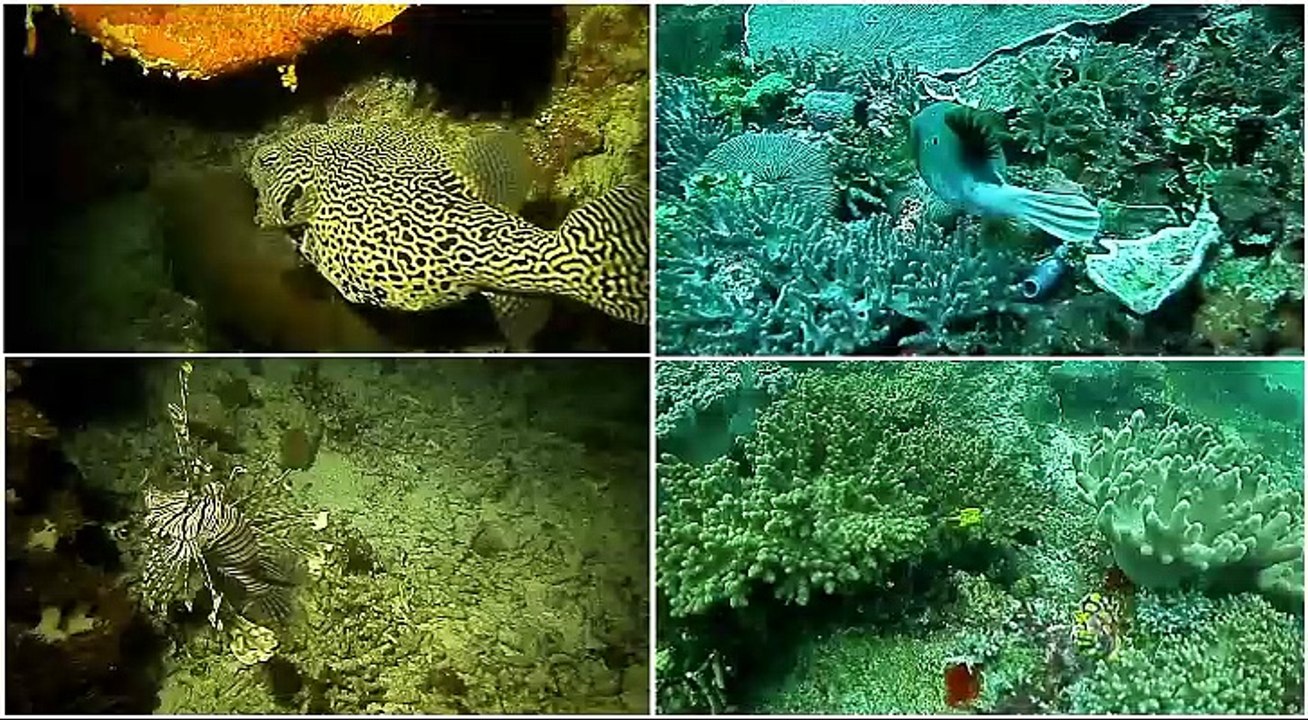 raja ampat pour site