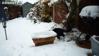 Funny Cats Playing in the Snow First Time Compilation 2016