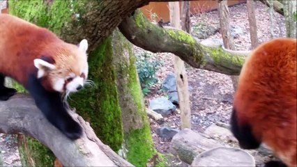 Sainte Croix 2016 Pandas Roux