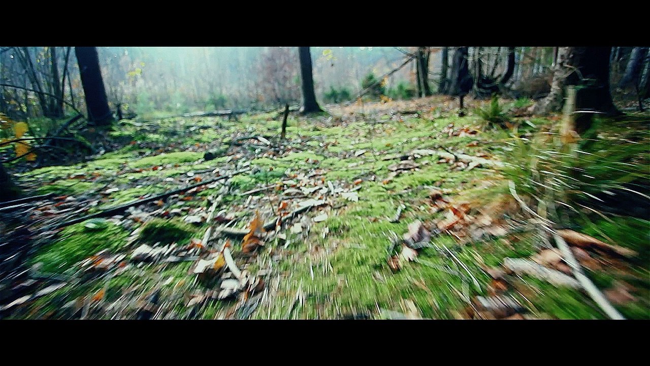 Wicked Woods (Official Video)