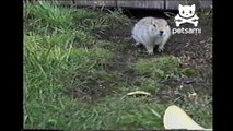 Squirrels munch on potato chips