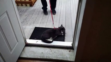 Super Enthusiastic Cat Definitely Loves Walks