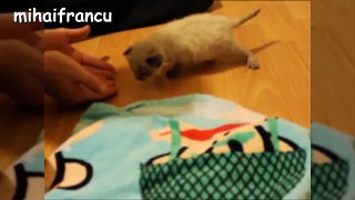 Cute New Born Kittens Learn To Walk!