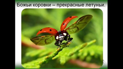 Всё про божью коровку. Познавательное видео для детей до 3 лет