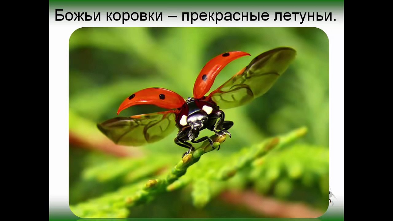 Всё про божью коровку. Познавательное видео для...