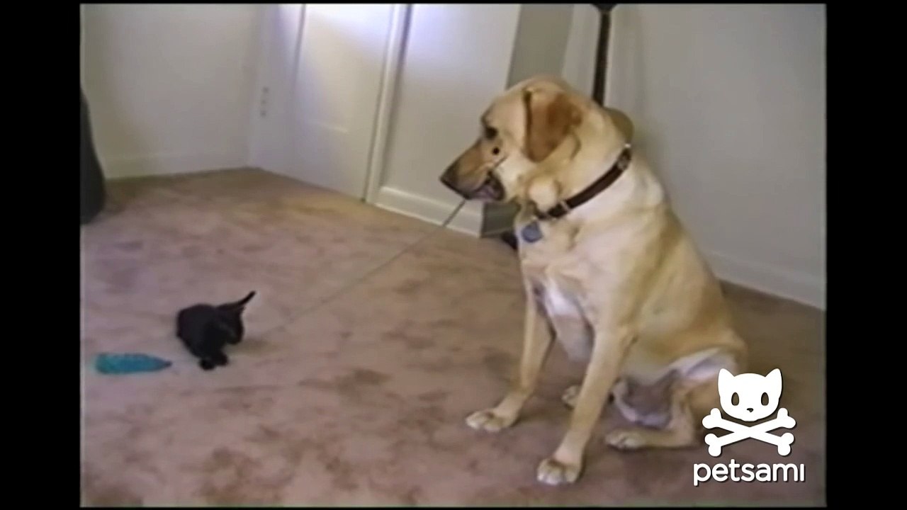 This dog is not only smarter than you but is also friendlier