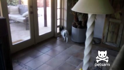 This dog sucks at covering up his mistake