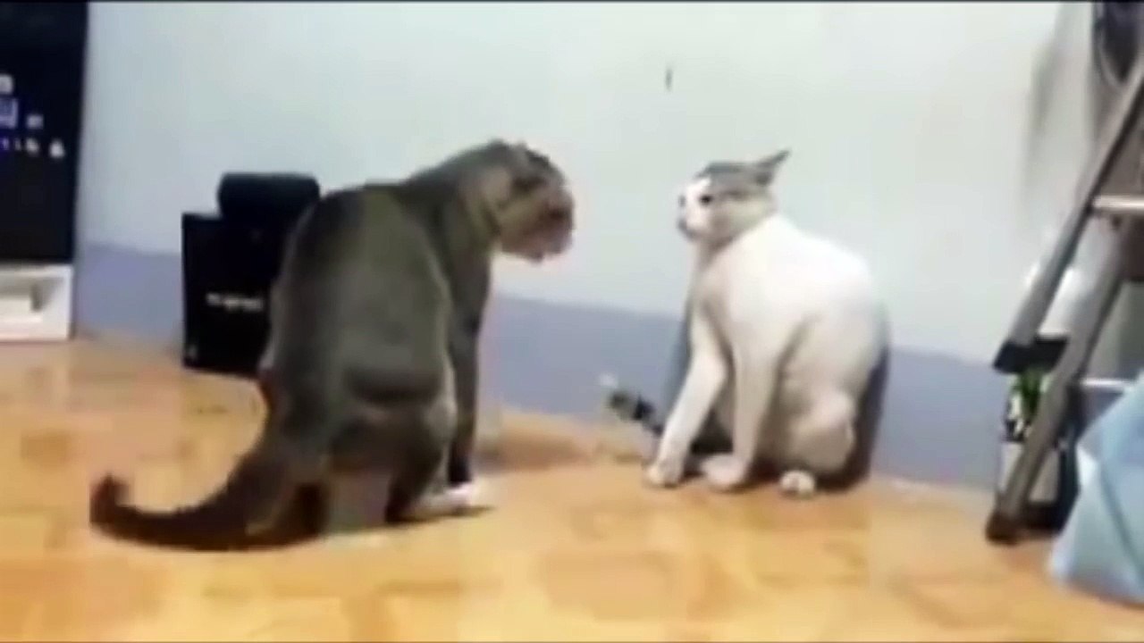 Ultimate Cat Fight