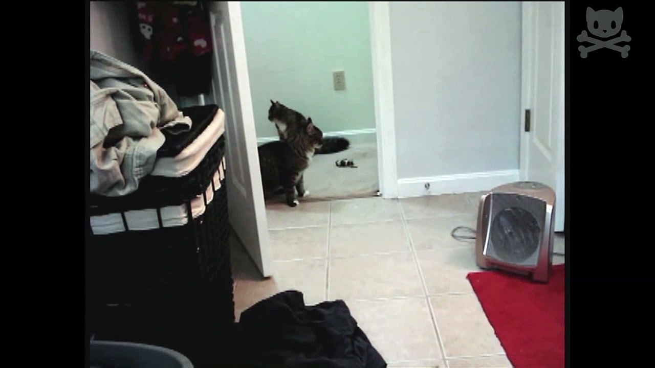 watch these cats get scared by their own shadows