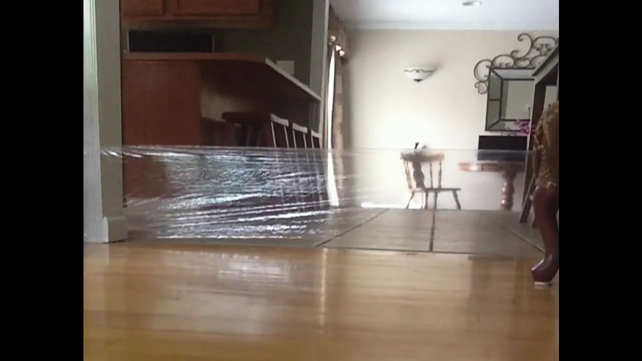 Woman's Prank On Cat Backfires