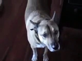 Dog brings beer to his owner