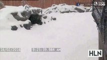 Adorable panda rolls down snowy Hill (VERY CUTE)!!