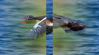 Top 10 Fastest Flying Birds in the World