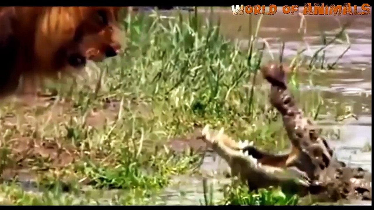Animal Fights To Death - The Best Battle History Of Animals