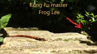 Crazy KUNG FU FROG ★ How to become a Contract Killer