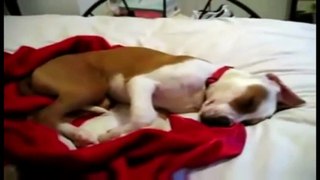 Most Hillariously Funny Dog Video Clips