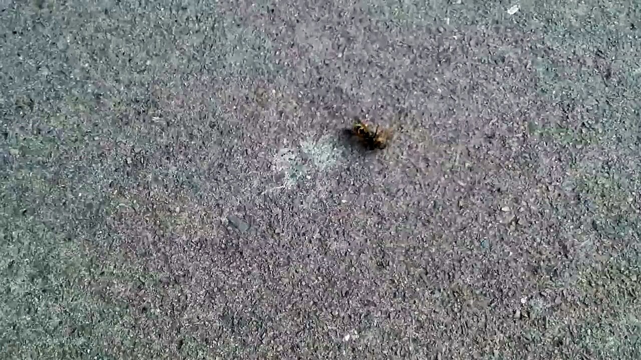 Wasp cuts bee in half.