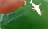 Goliath Grouper Swallows Shark