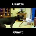 GAINT DOG !!(Gentle Giant)