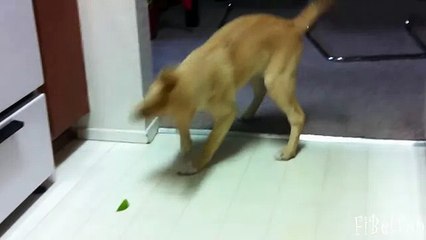 Собаки и лимон. Смешное видео про собак