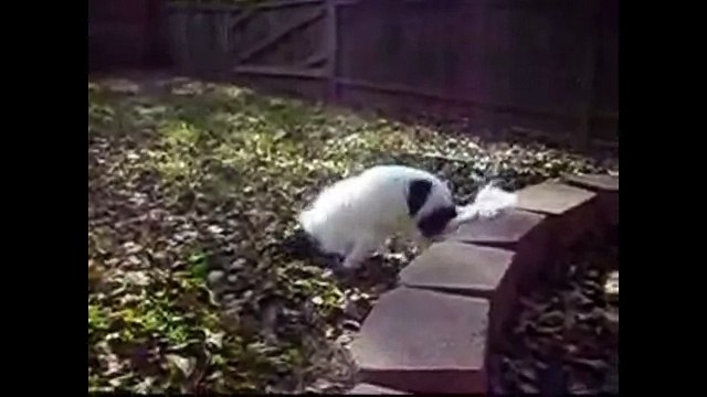 Смешные собаки чихают. Смешное видео про собак