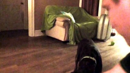 Funny boxer dog Amanda illegal fight vs helicopter Video