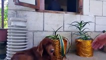 Polite dog likes to shake hands with humans