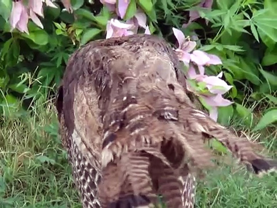 Turkey picking ants
