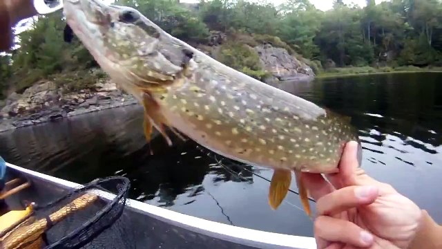 Tip up fishing for pike and bass