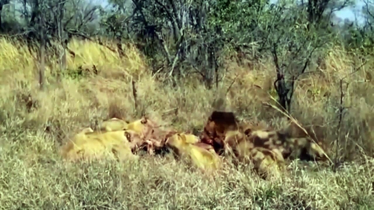 León vs León de la Lucha Real Documental Completo | Ataque del Animal 2016 - 2016