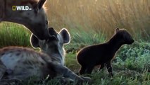 National Geographic | Documental sobre la Naturaleza De 2016: Ciclo de Vida de Una Hiena - 2016