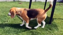 Funny Dog Shaming Video starring Louie The Beagle Episode #2