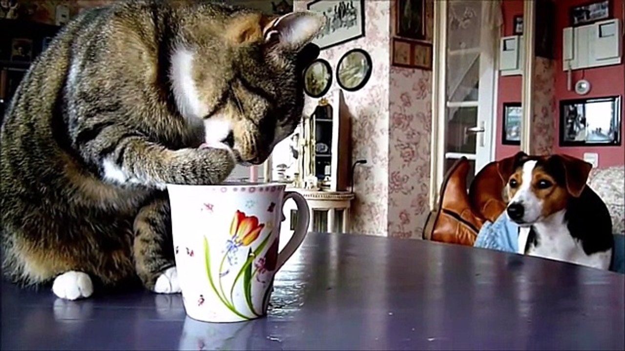 Смешные Кошки! Новая Улетная Видео Подборка 2015!