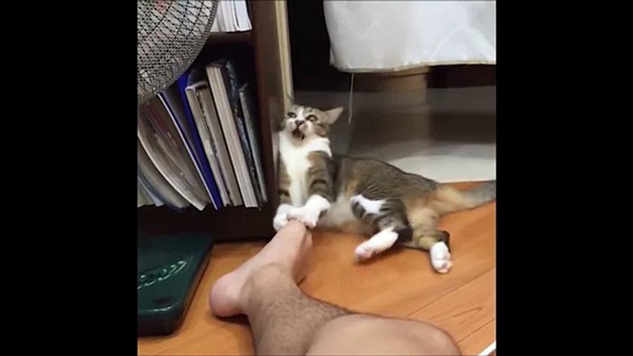 Смешные Кошки 2015! (#3) Веселая Видео Подборка! Смешные Животные 2015-