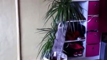 Смешные Кошки 2015 - домашнее животное Видео Подборка (#1) - Смешные Животные 2015 -