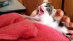 Смешное Видео с Кошками! Забавные Кошки! Funny Cats Video Compilation -