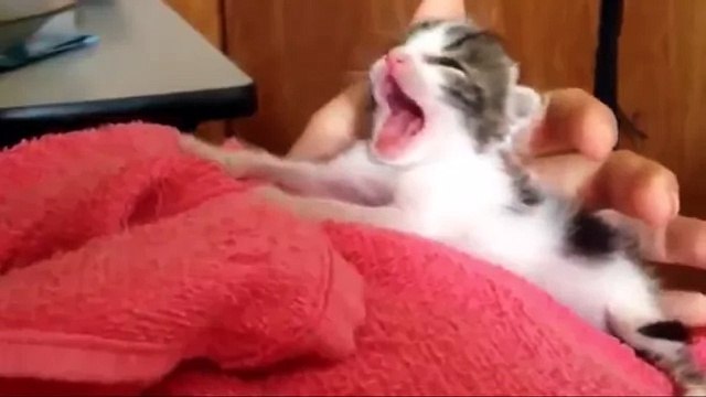 Смешное Видео с Кошками! Забавные Кошки! Funny Cats Video Compilation -