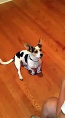 Teaching a dog to meow