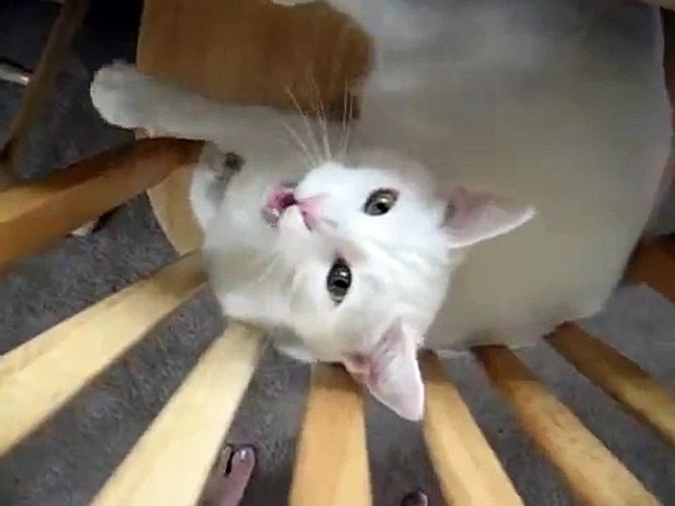 What Cats Are Really Thinking