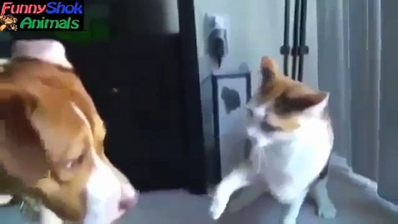 Cute n funny videos animals Compilationa 2016 (Funny Videos 720p)