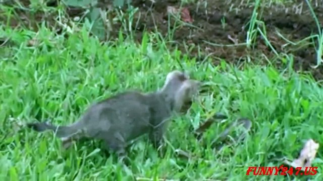 Animals Attack - Cat vs Snake! Amazing Cat Attack Snake - Cat vs
