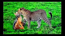 Animals attack compilation2016 - Lion vs tiger vs Hyenas - Leopa
