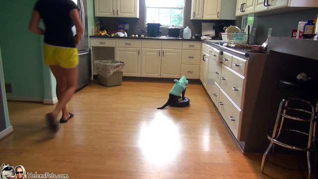 Cat Wearing A Shark Costume Cleans The Kitchen On A Roomba. Shark Week. #SharkCat cleaning